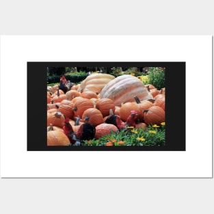 Chickens in the pumpkins Posters and Art